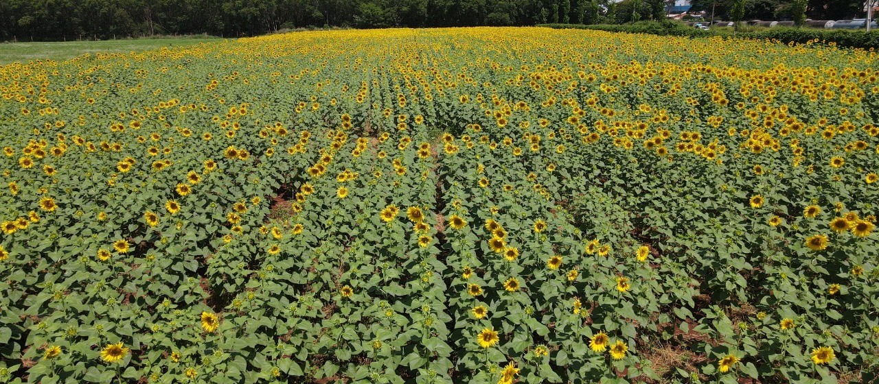 Eurogarden Maringá define data de abertura da temporada dos girassóis 