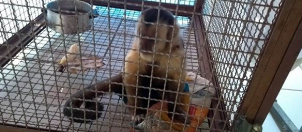 Macaco invade residência e morde morador em Umuarama