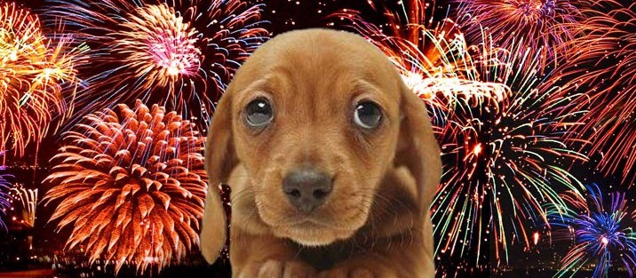 Por que os cães têm tanto medo de fogos de artifício? 