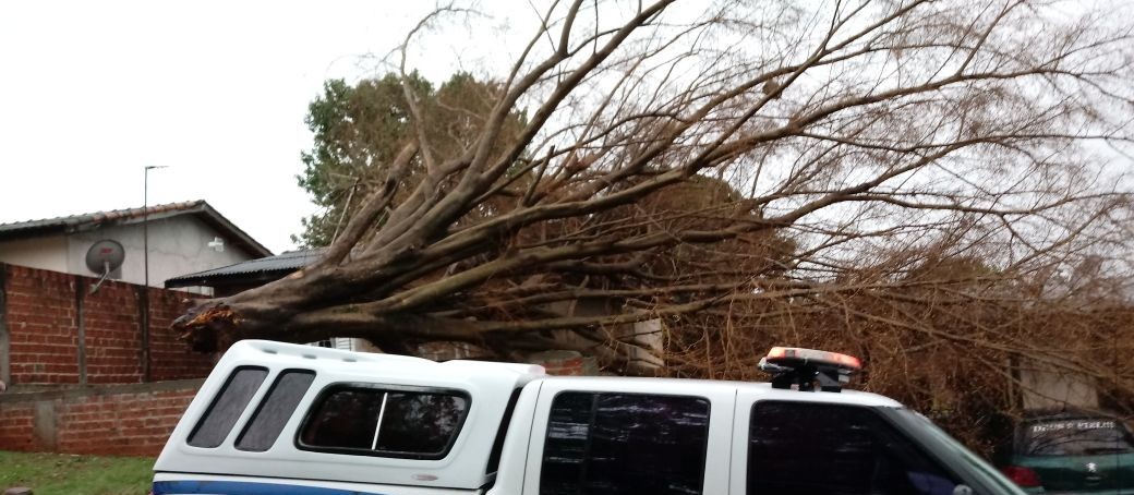 Chuva derruba árvores em Maringá