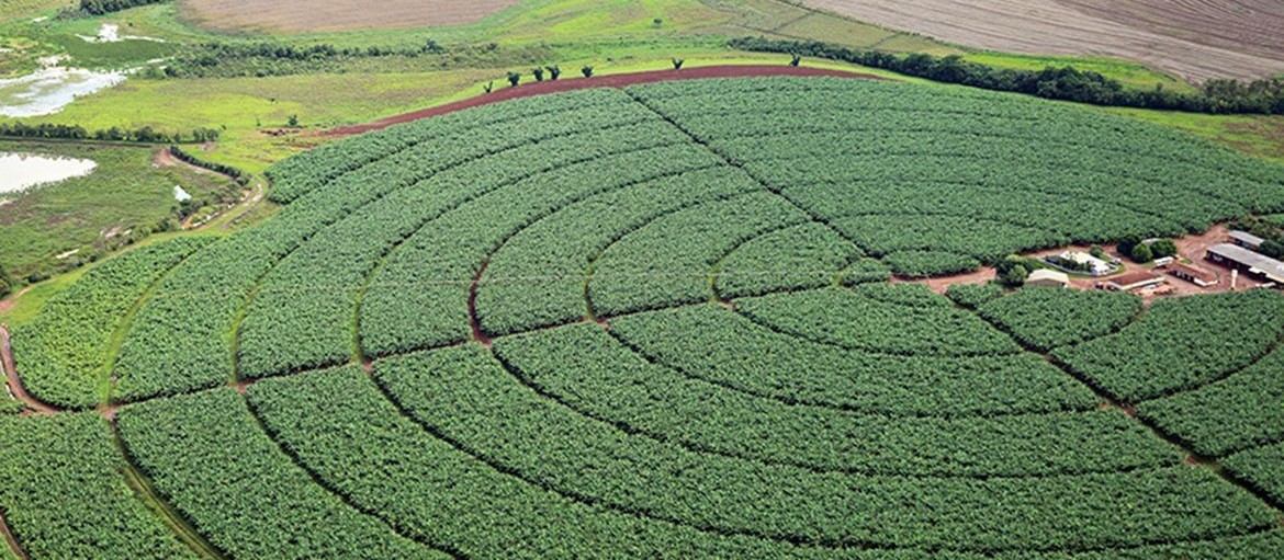 Brasil ultrapassa 40 milhões de hectares de área plantada