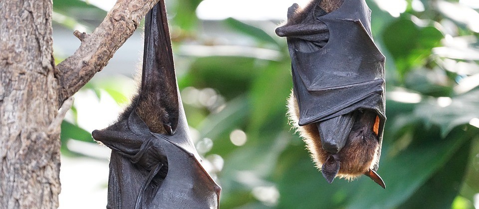 Laudo confirma vírus em morcego encontrado no cemitério municipal