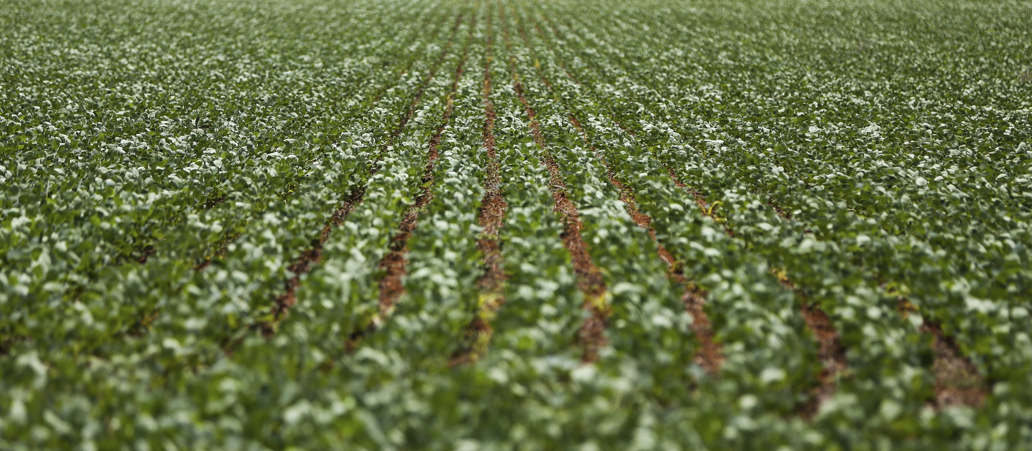 Área semeada da soja chega a 40%, no Paraná 