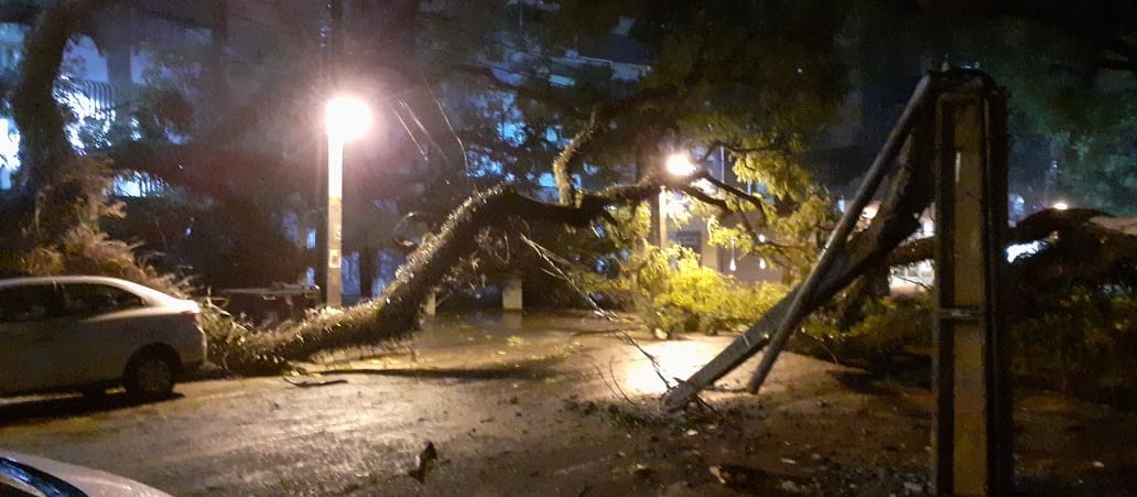 Vídeo: morador escapa por pouco de queda de árvore