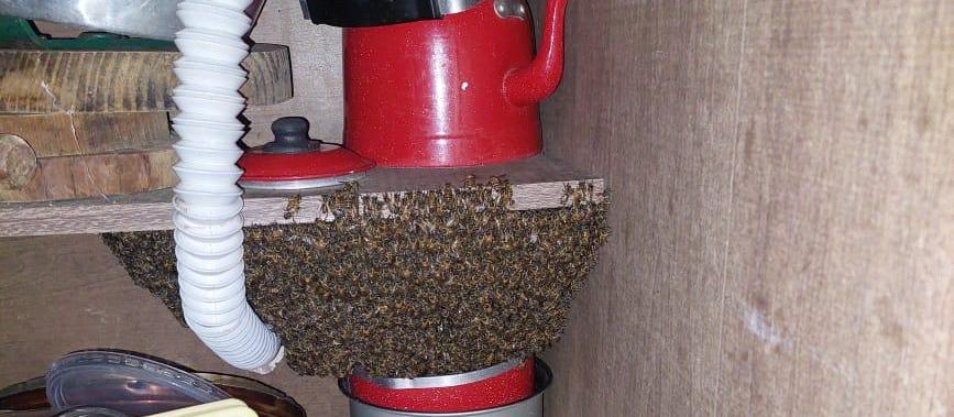 Enxame de abelhas se aloja em cozinha de residência
