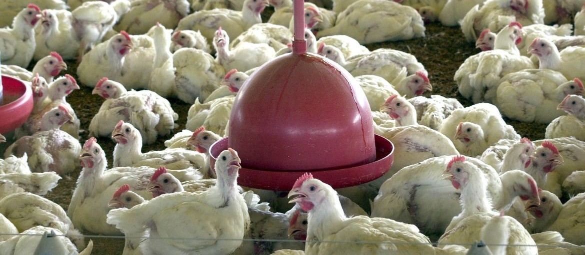 Custos de produção de frangos de corte caíram em junho 