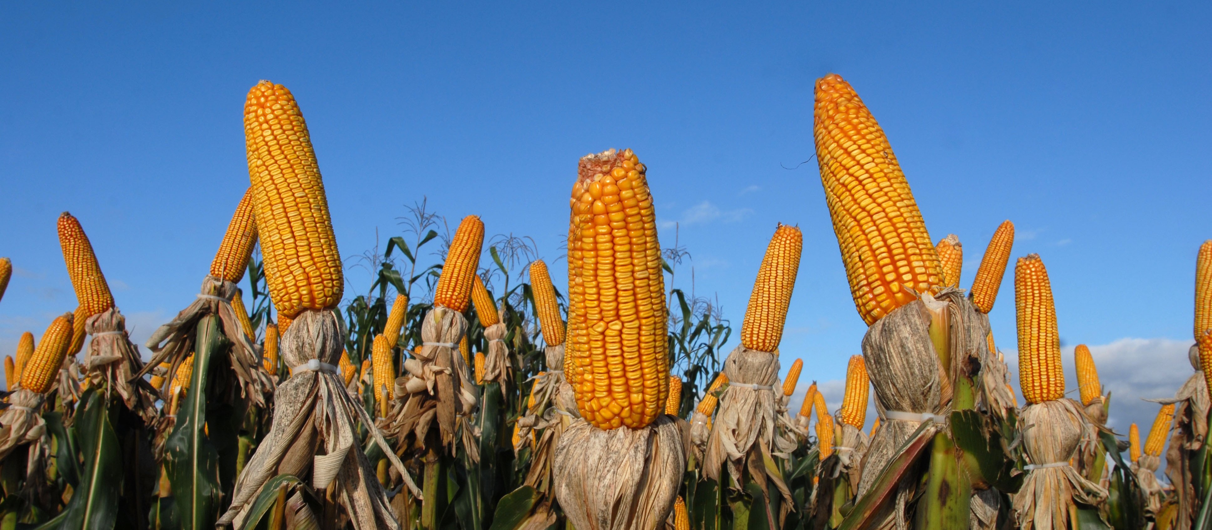 Brasil segue importando milho para atender demanda interna