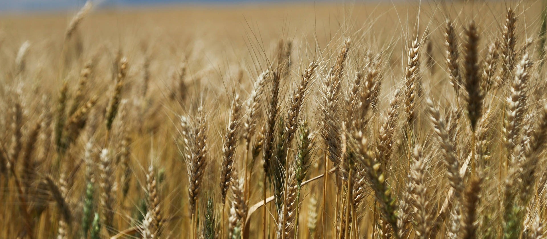 Frente fria provoca mudanças na agricultura em todo o Paraná