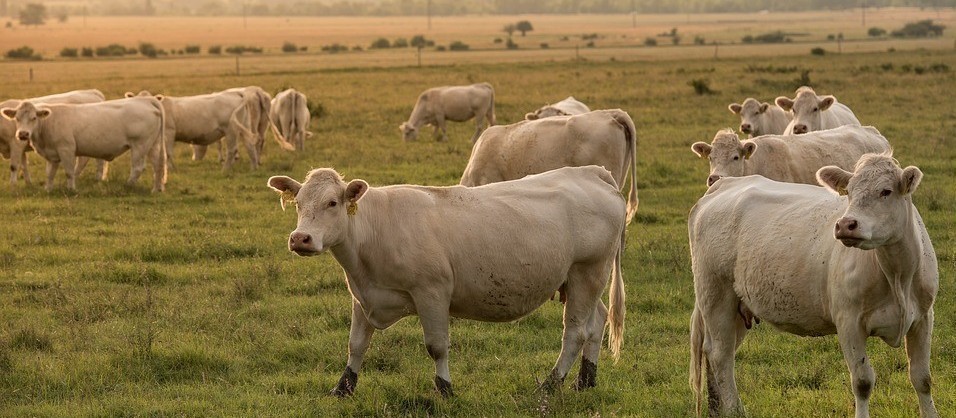 Vaca gorda custa R$ 170 a arroba em Londrina