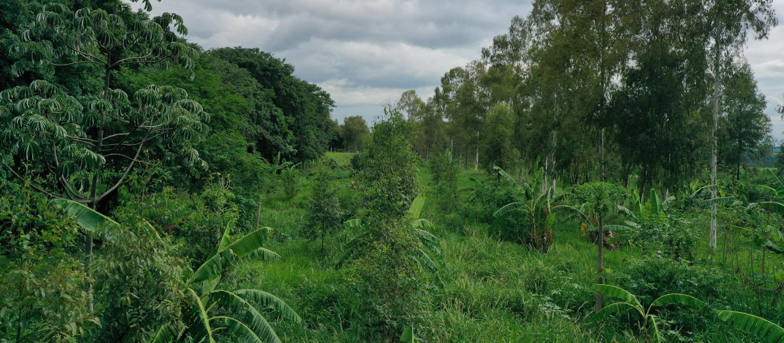 Biólogo utiliza técnica milenar de agrofloresta para produzir café e outras frutas em Altônia