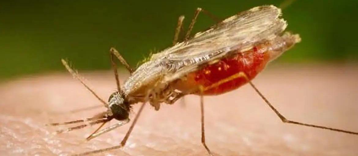 Entenda o que é a malária, doença com casos em monitoramento em Maringá
