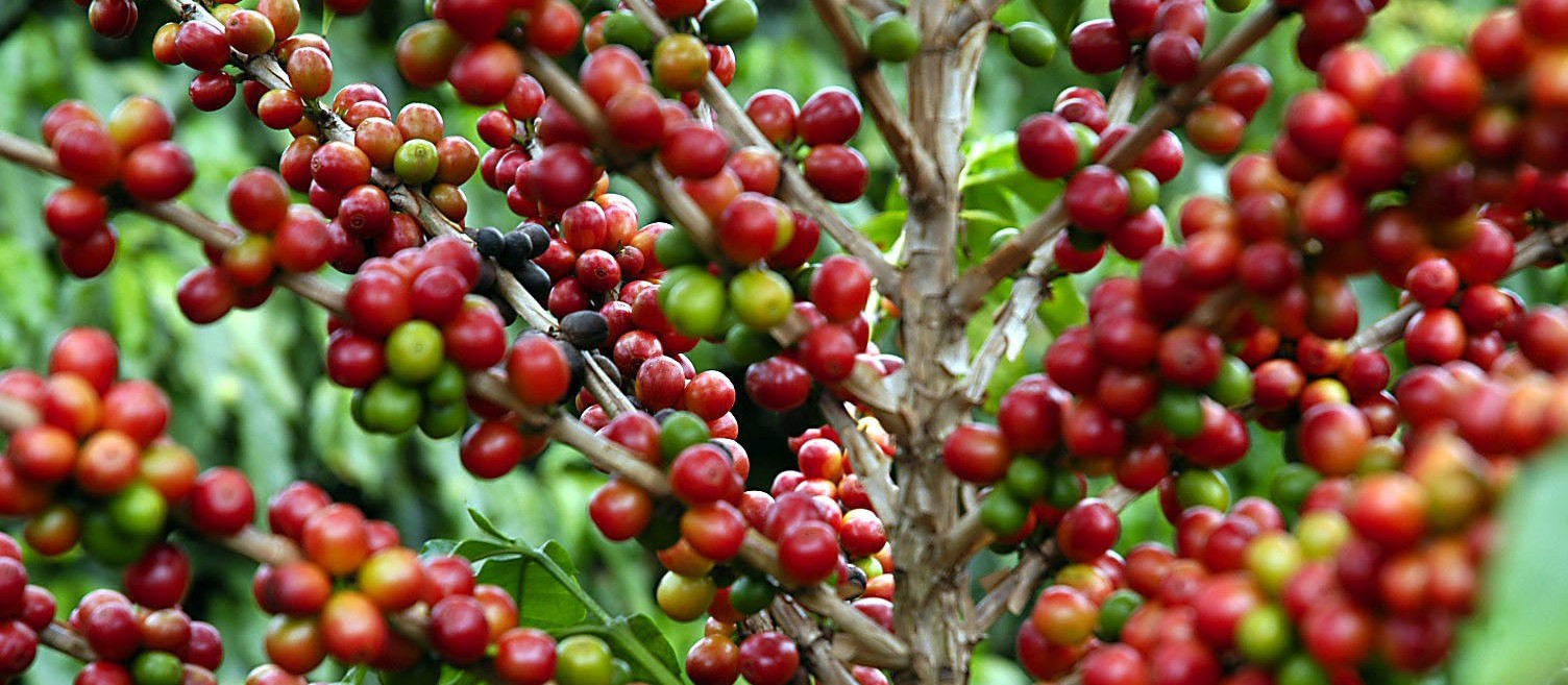Café custa R$ 6,70 kg