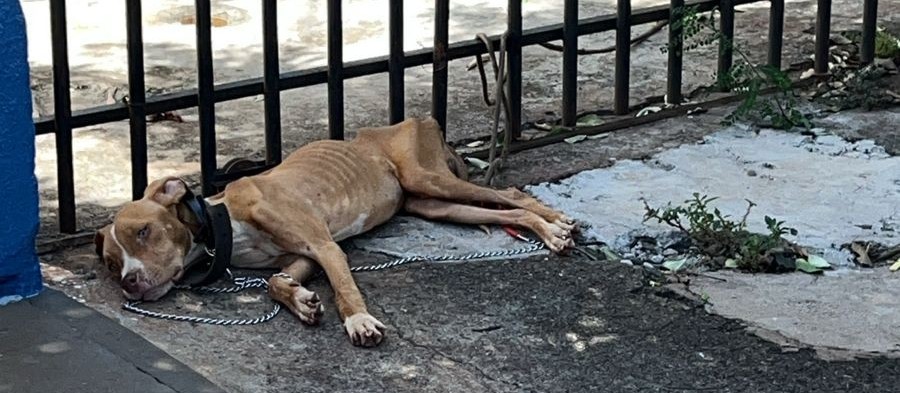 SPA resgata cadela vítima  de maus-tratos em Sarandi