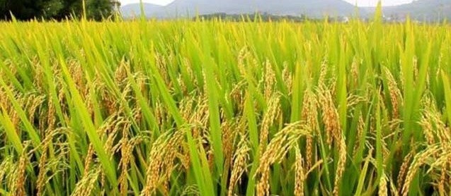 Lavouras de arroz no Paraná têm bom desenvolvimento