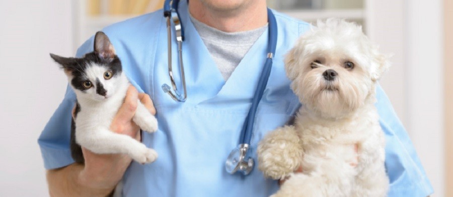 Protetores independentes defendem a criação de um SUS para pets