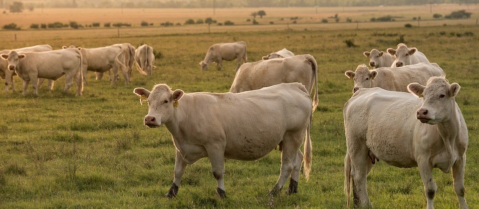 Vaca gorda custa R$ 138 a arroba em Londrina