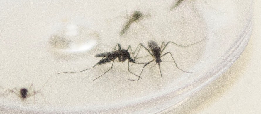 Maringá chega a 624 casos confirmados de dengue no período epidemiológico