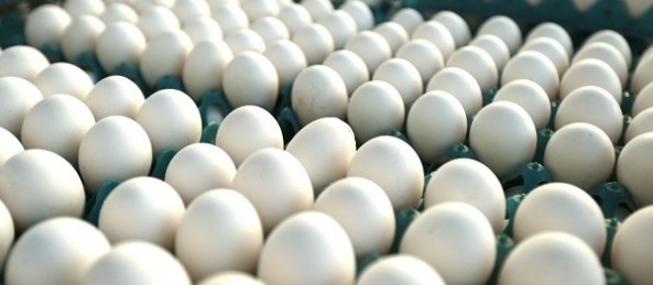 Exportação total de ovos em 2021 pode subir 52,9% em volume