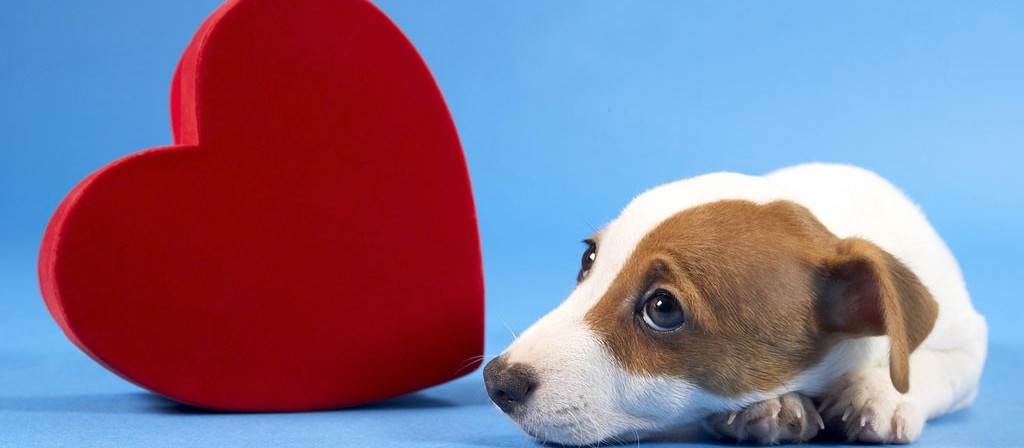 Atenção às doenças cardíacas em pets