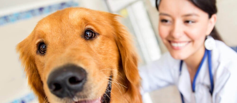 Reflexão sobre o Dia do Médico Veterinário, comemorado em 9 de setembro 