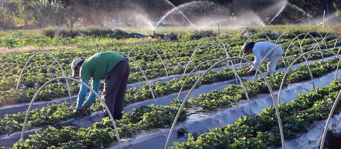 Impostos sobre importação de fertilizantes devem ser zerados se houver agravamento da guerra