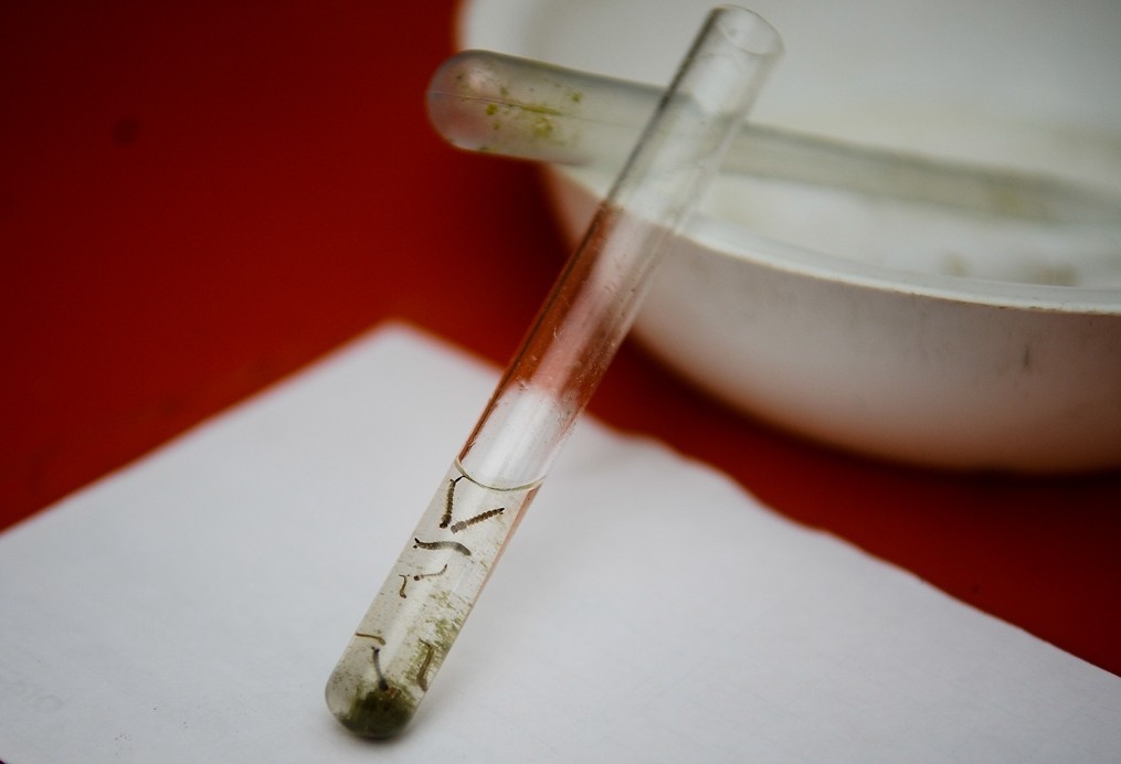 Public Relations bestätigt die ersten Fälle von Chikungunya in der Epidemiezeit