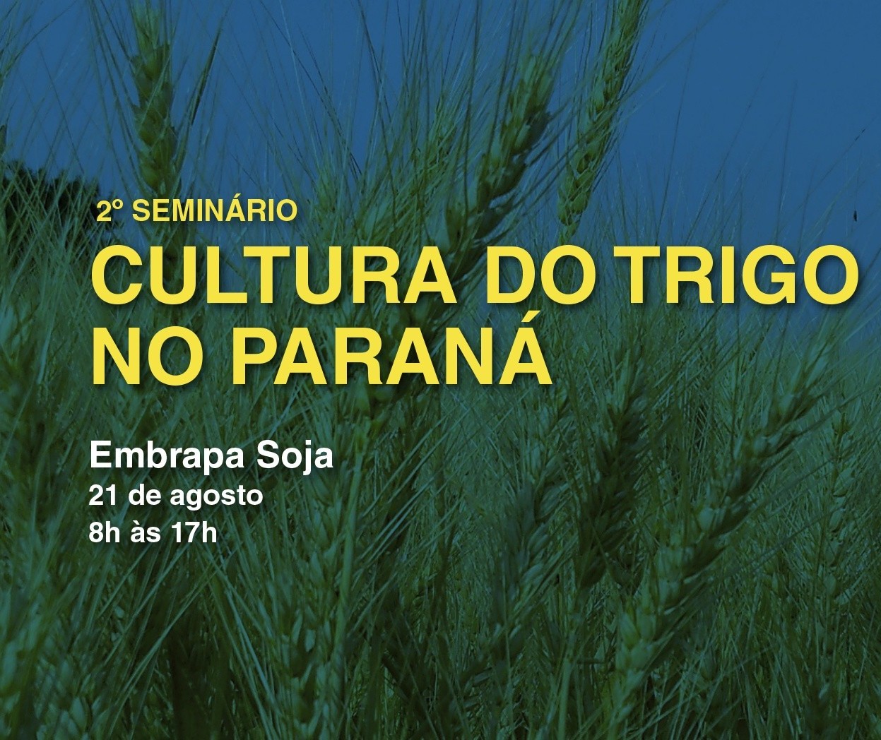 2º Seminário da Cultura do Trigo no Paraná será dia 21 de agosto, em Londrina