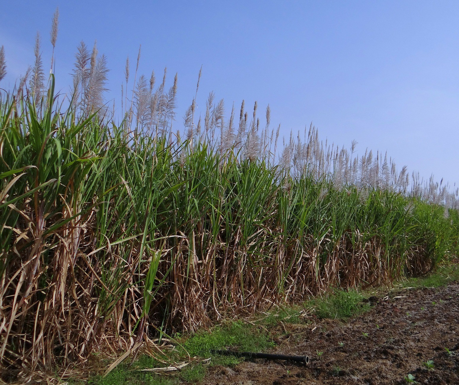 Brasil deve ter produção recorde de 39,3 mi de toneladas de açúcar