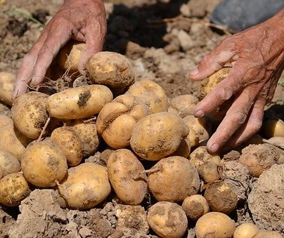 Início da colheita da batata no Paraná
