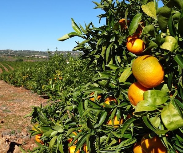 Safra da laranja deve crescer 20% no Paraná