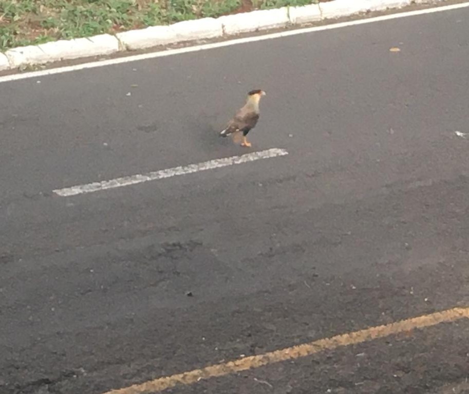 Casal de carcará é flagrado ‘passeando’ em avenida de Maringá