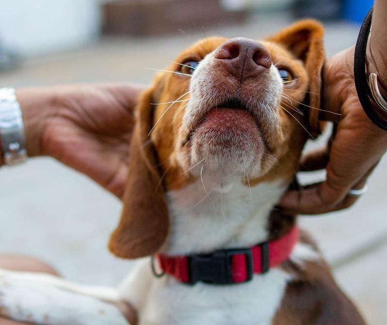 Por que um cão ataca e como prevenir?
