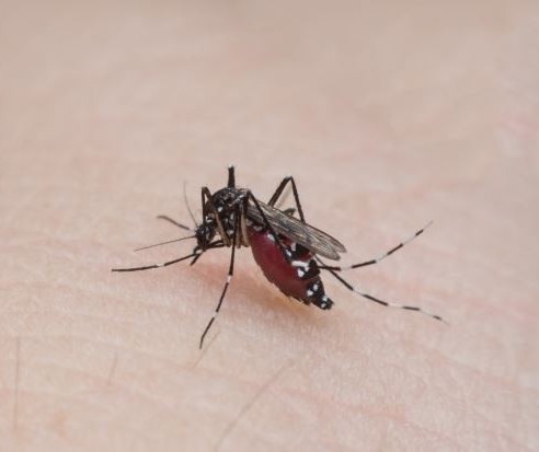 Secretaria de Saúde confirma primeiro caso de chikungunya em Maringá