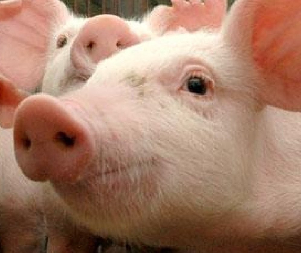 Suíno custa R$ 5,40 o quilo em Maringá