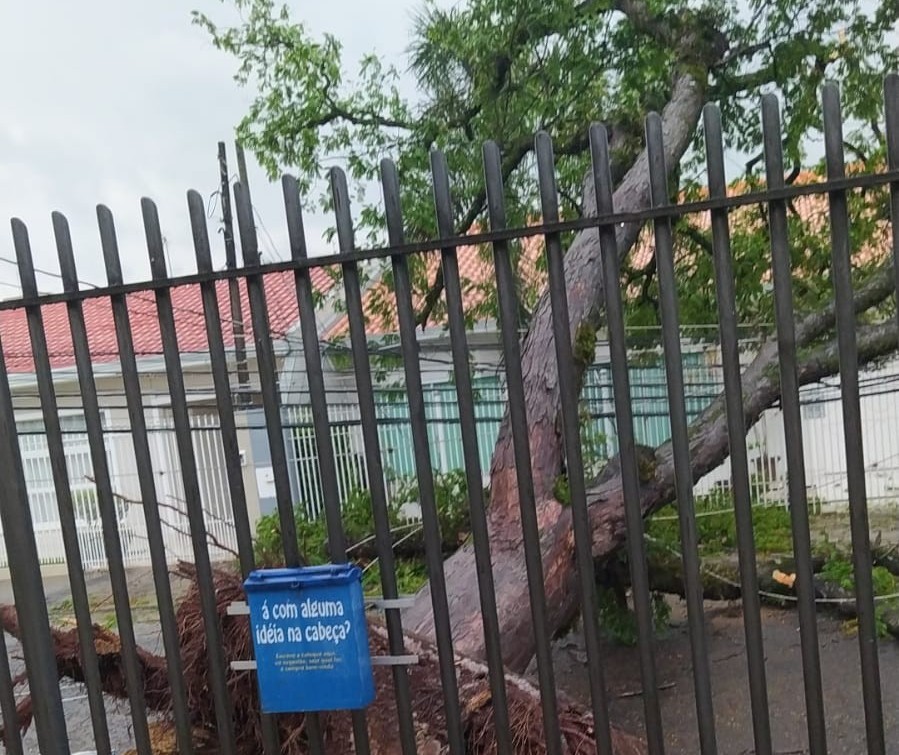 Árvore de grande porte cai e deixa UBS Mandacaru sem energia 