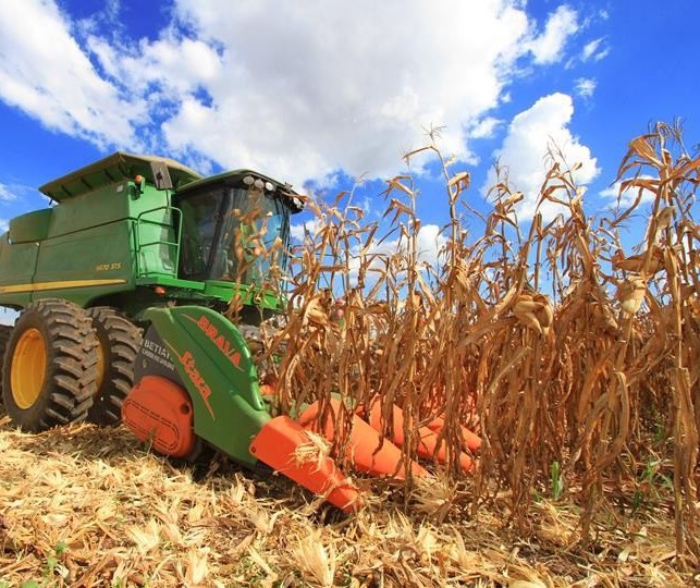 Colheita do milho de inverno atinge 65% no Paraná