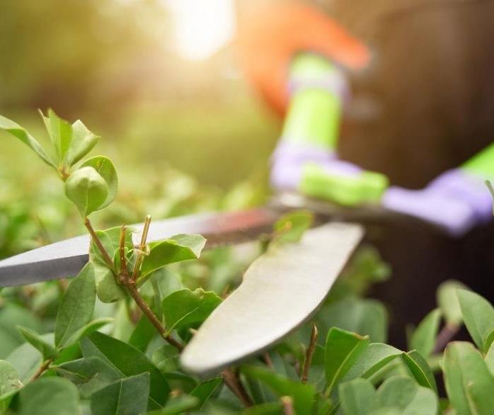 Selurb orienta sobre cadastro para descarte de resíduos de jardinagem