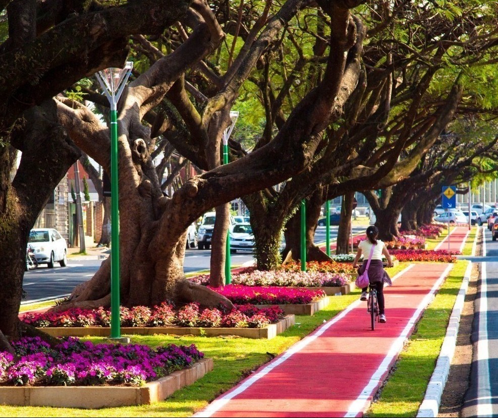 Audiência Pública do Plano de Arborização será na sexta-feira (27)