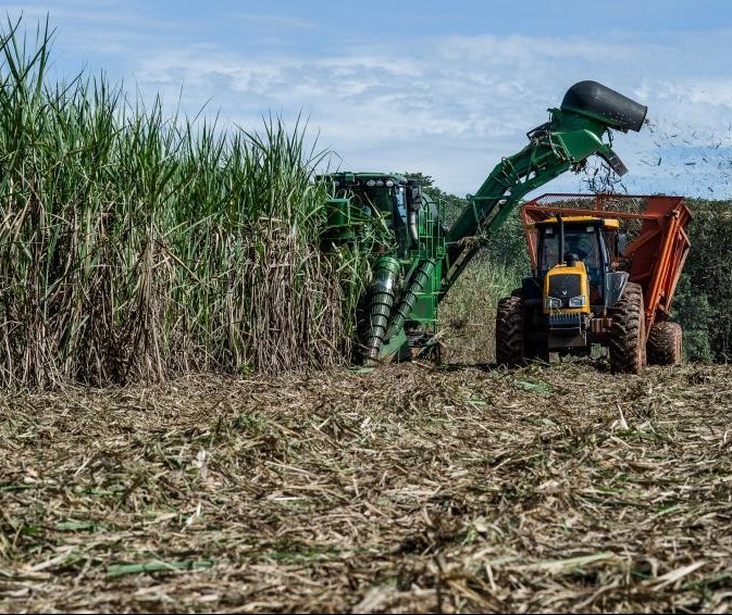 Cultivo de cana-de-açúcar tem maior grau de formalização