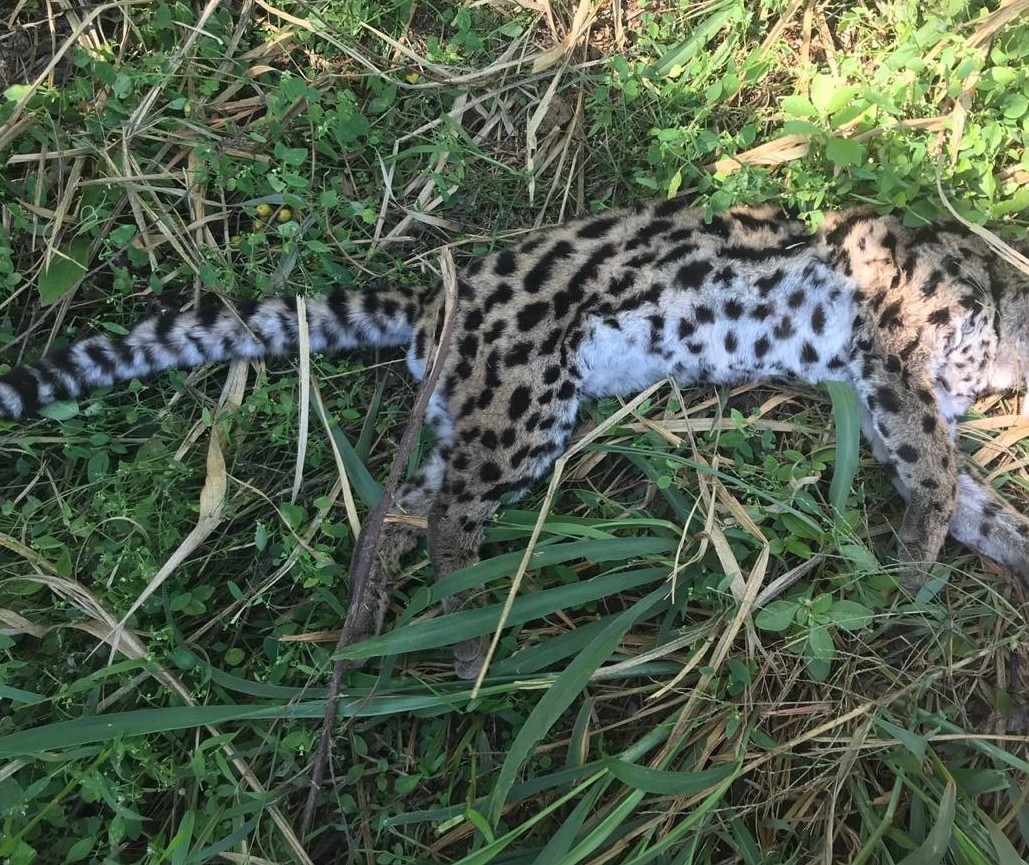  Taxidermia da Jaguatirica atropelada na região vai demorar