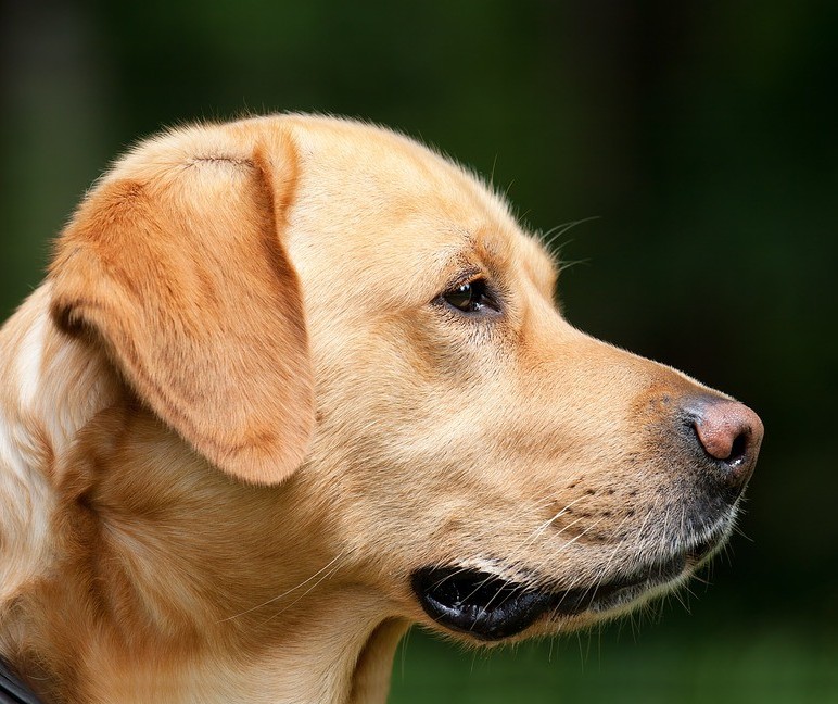 Os efeitos da Síndrome de Cushing nos pets