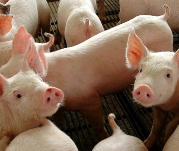 Suíno custa R$ 4,80 kg em Apucarana
