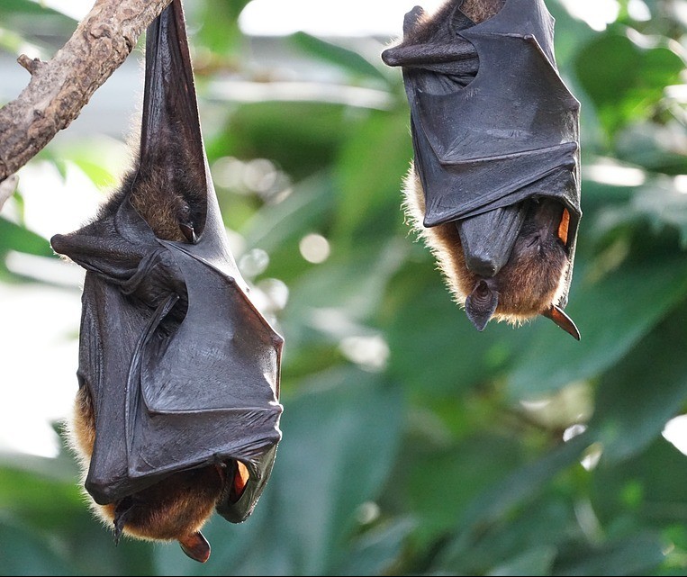 Saúde confirma vírus de raiva em morcego encontrado na Vila Operária