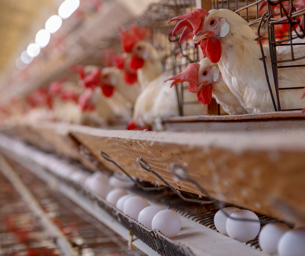 Abate de cabeças de frango no Brasil atingiu 6,18 bilhões em 2021