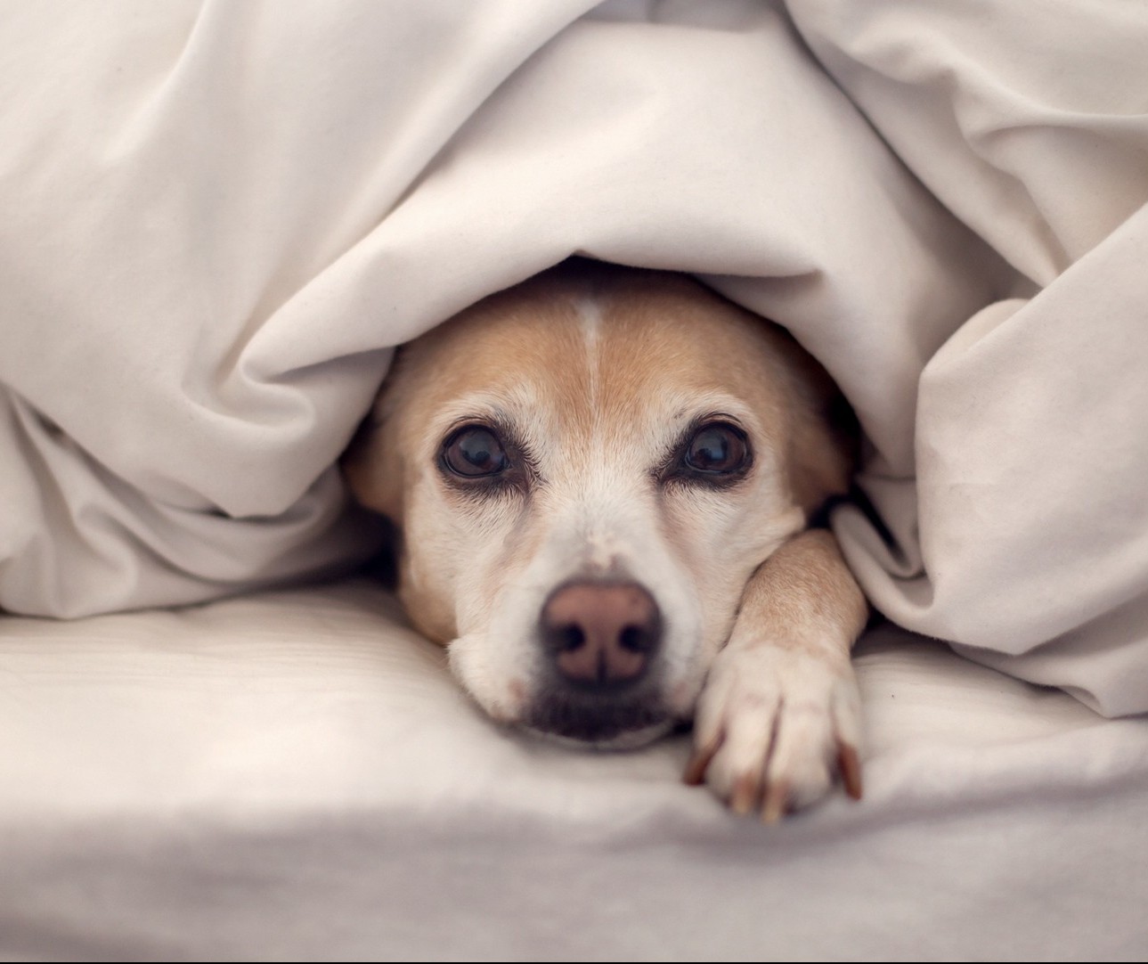 Cuidados necessários para proteger os animais do frio 