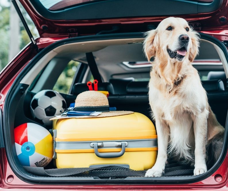 Viajar com animais: cuidados necessários para o transporte