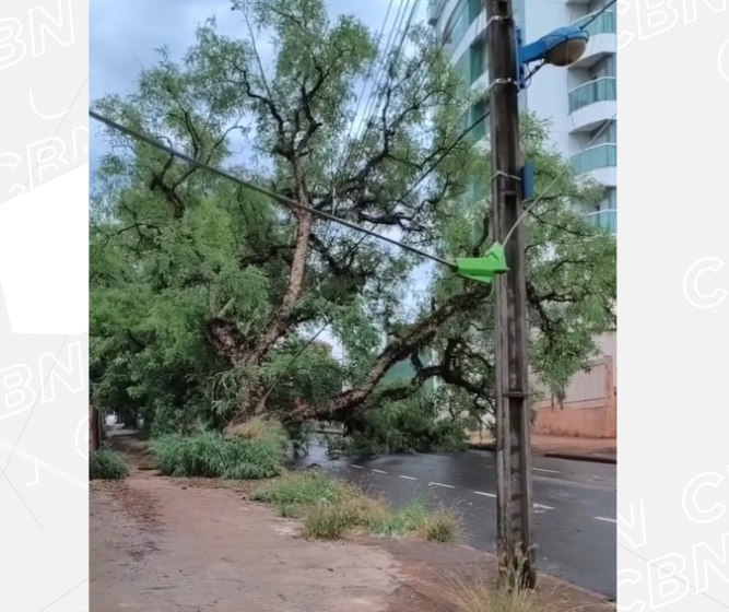 Temporal desse domingo (7) derrubou 19 árvores em Maringá
