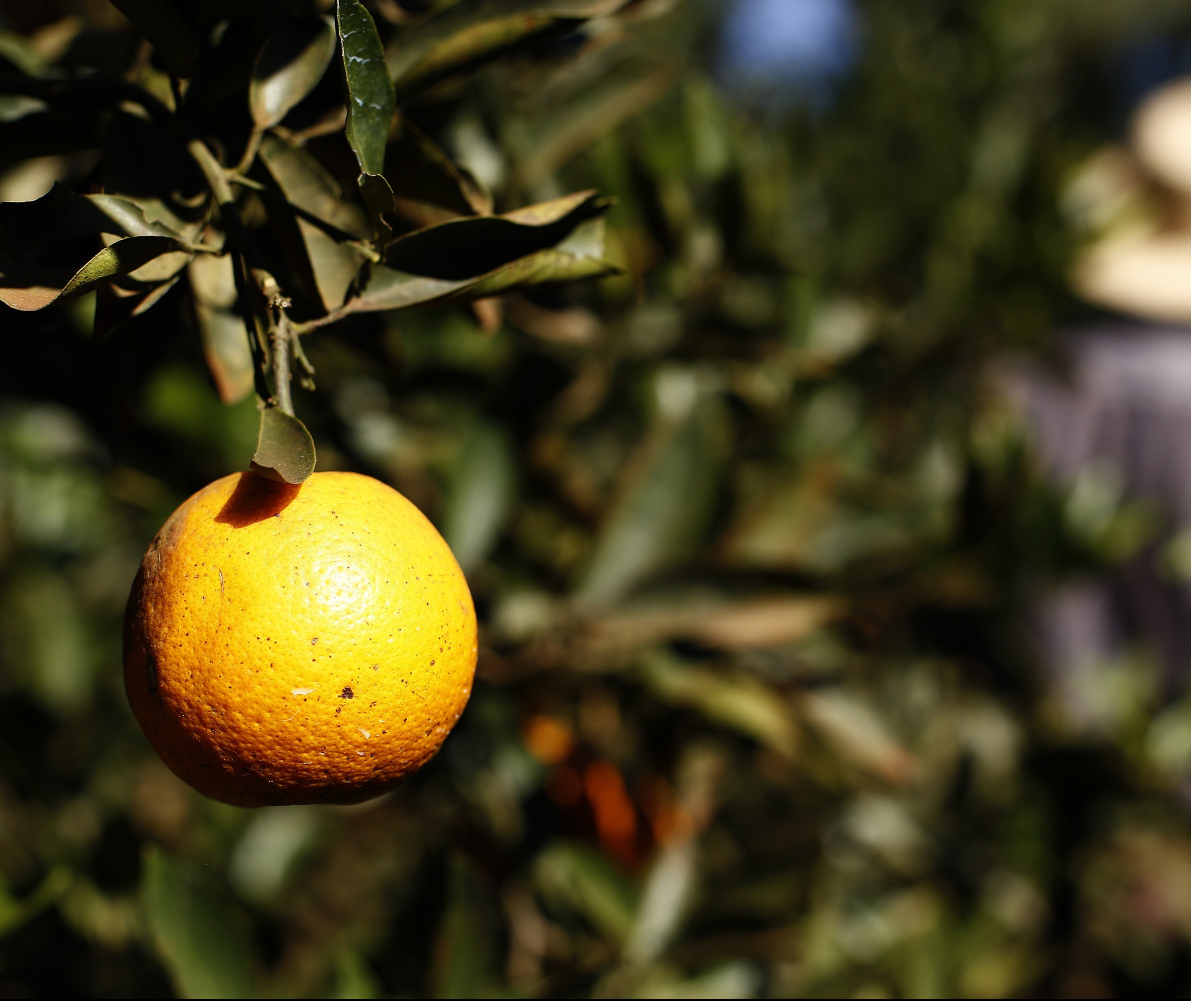 Greening avança de forma severa nos pomares de laranja