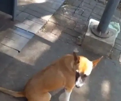 Atitude de cachorro em ponto de ônibus comove moradores