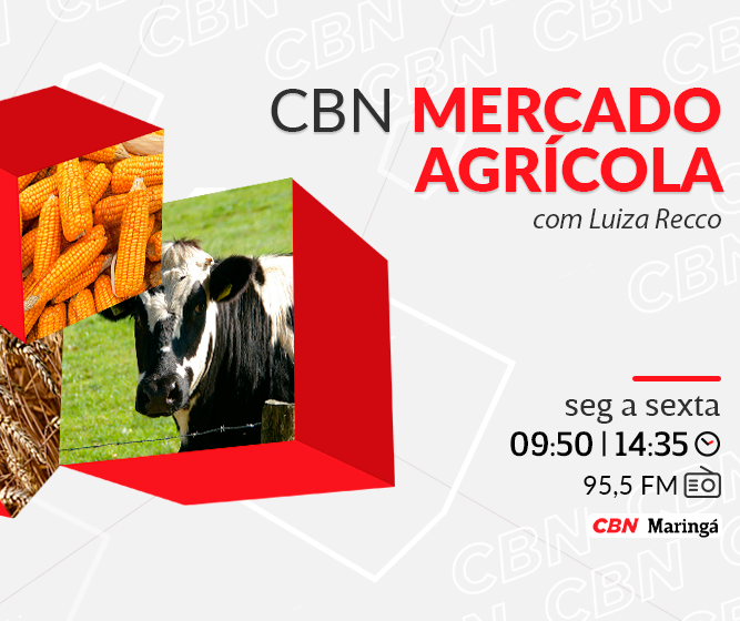 Mandioca custa $1.217,80 na média regional